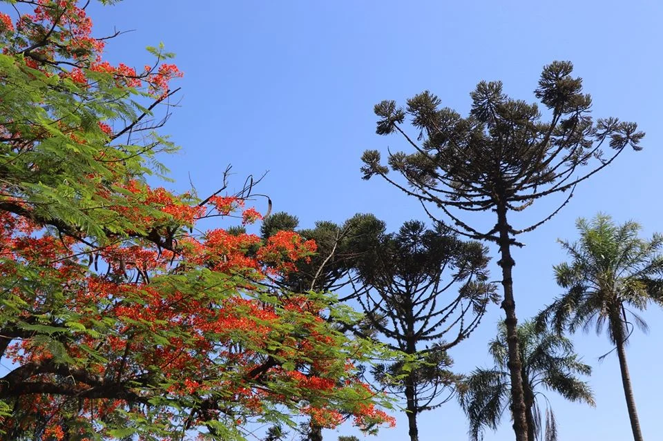 Foto do album Céu Azul